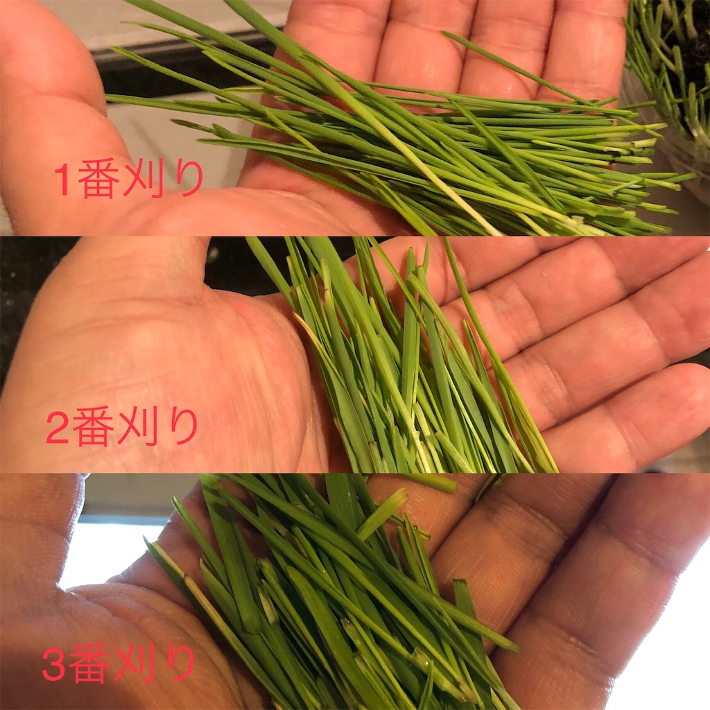 f:id:HamUsa:20191112184058j:image f:id:HamUsa:20191112184058j:image