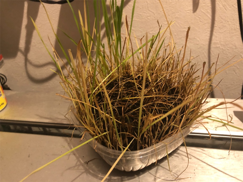 f:id:HamUsa:20191128125804j:image f:id:HamUsa:20191128125804j:image