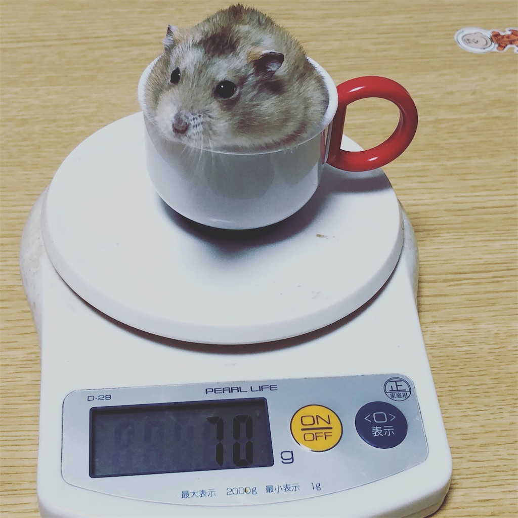 f:id:HamUsa:20191215080617j:image
