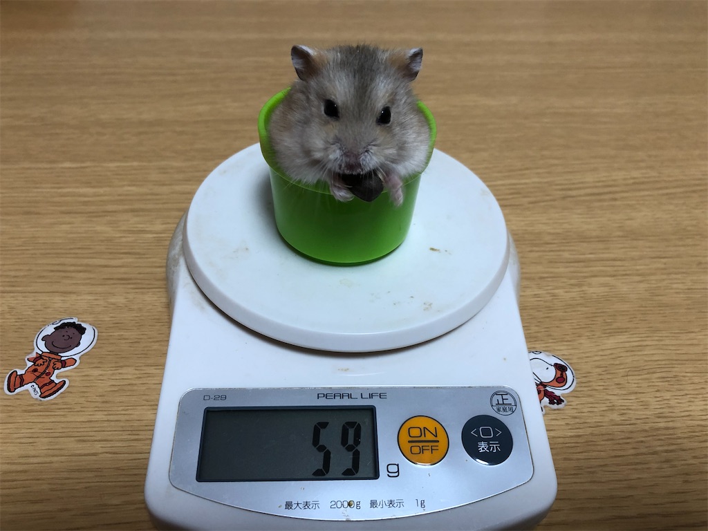 f:id:HamUsa:20191215080652j:image