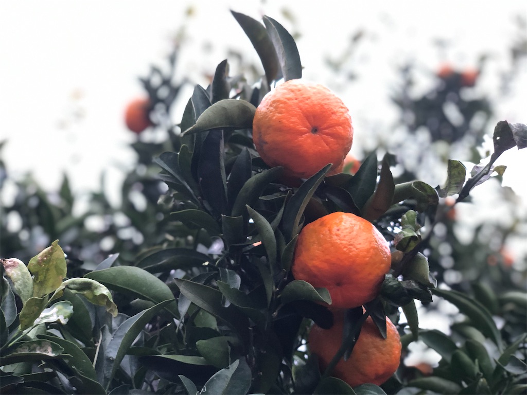 f:id:HamUsa:20191221192309j:image