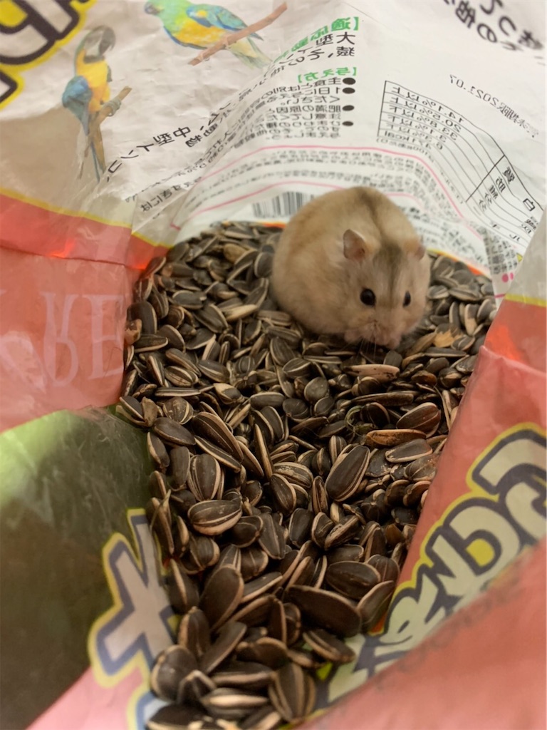 f:id:HamUsa:20191222082503j:image