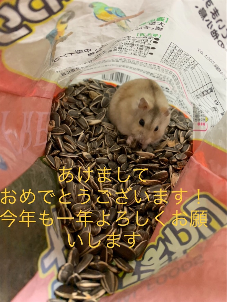f:id:HamUsa:20200101103511j:image
