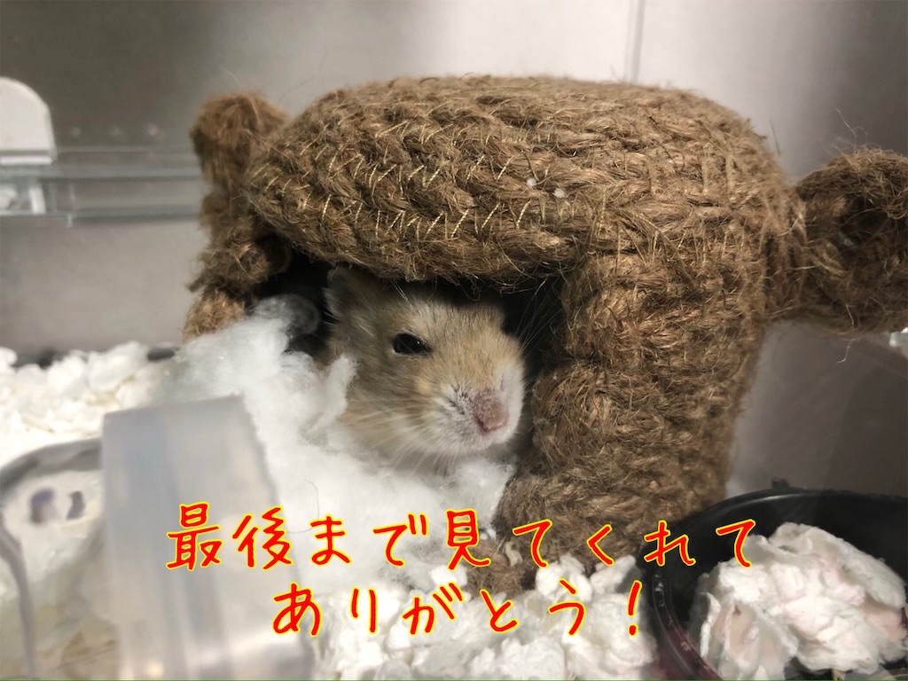 f:id:HamUsa:20200119170800j:image