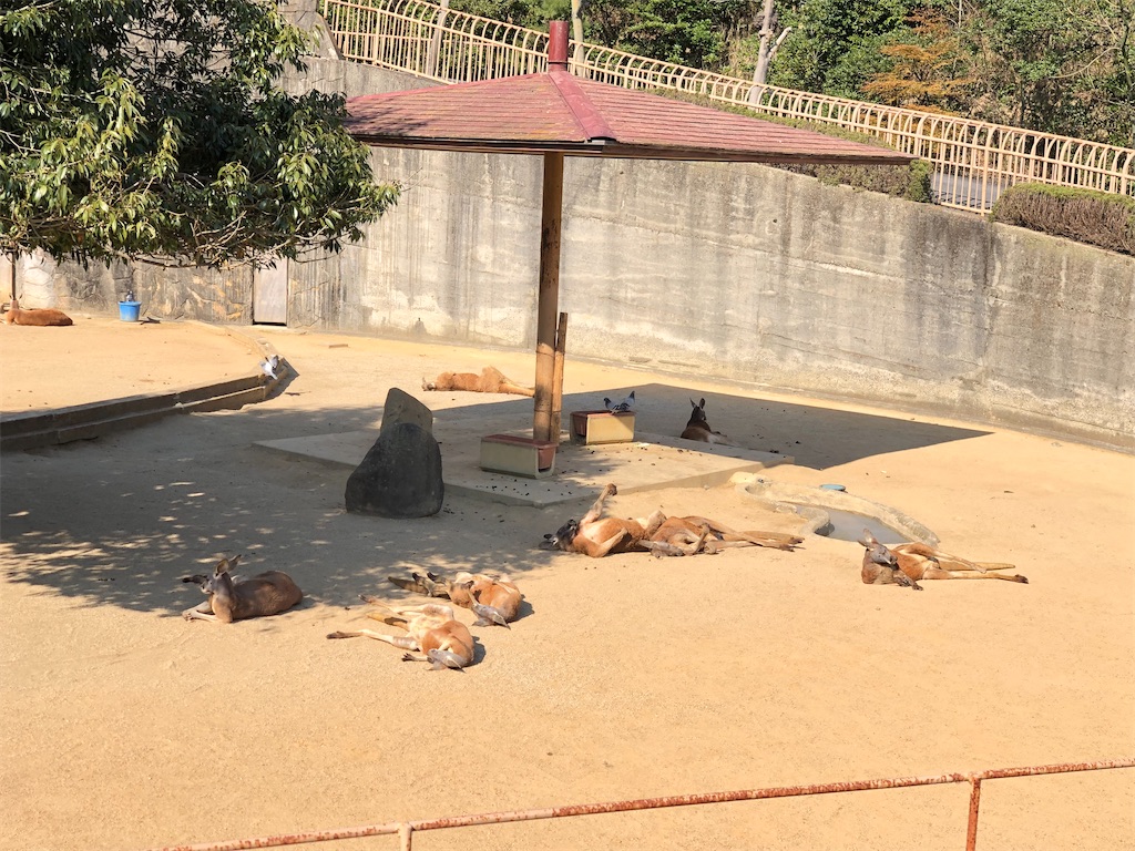 f:id:HamUsa:20200213170735j:image