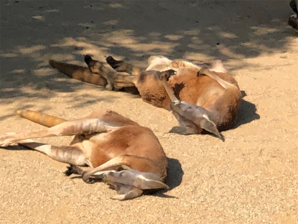 f:id:HamUsa:20200213170740j:image