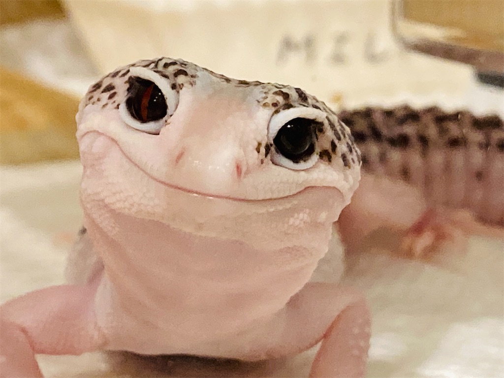 レオパ トカゲ かわいい