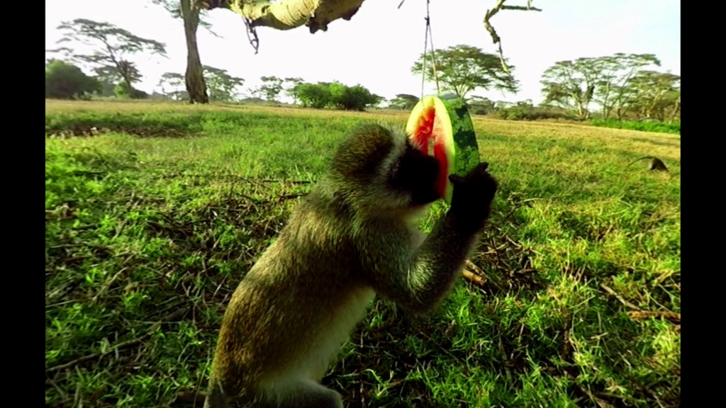 f:id:Hamasukei:20170314160253j:plain f:id:Hamasukei:20170314160253j:plain