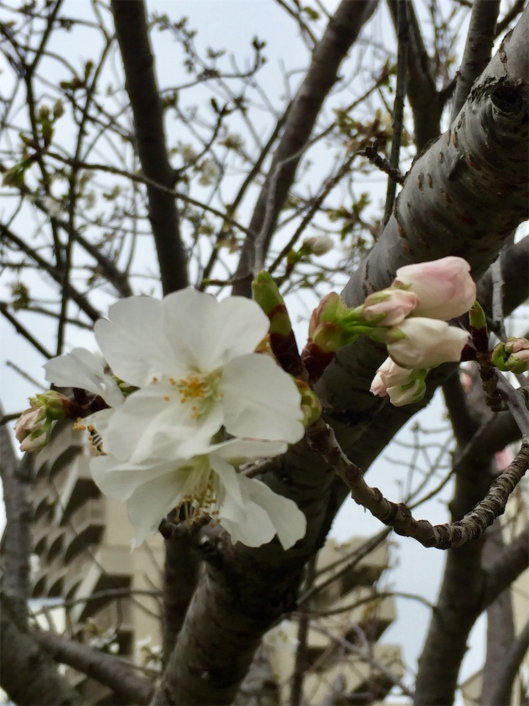 f:id:Hamori:20200401154246j:image