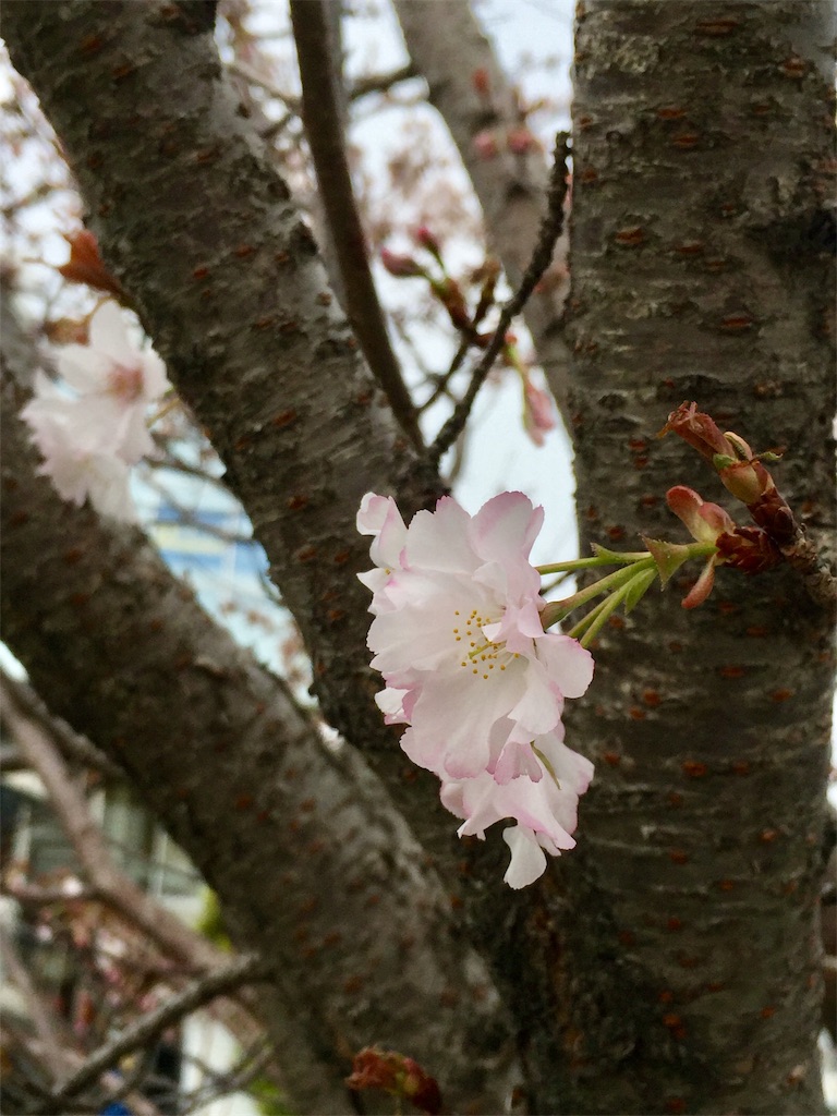 f:id:Hamori:20200401154250j:image