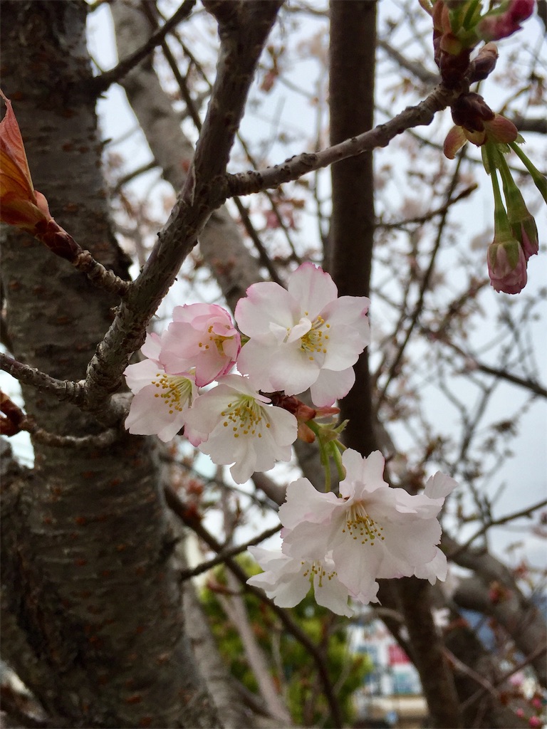 f:id:Hamori:20200401154302j:image