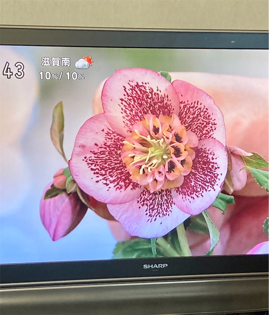 f:id:Hamori:20210130065350j:image f:id:Hamori:20210130065350j:image