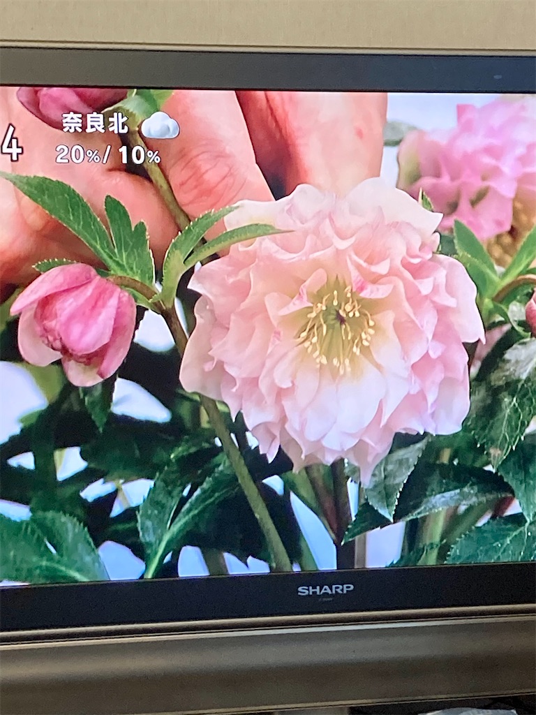 f:id:Hamori:20210130065407j:image f:id:Hamori:20210130065407j:image