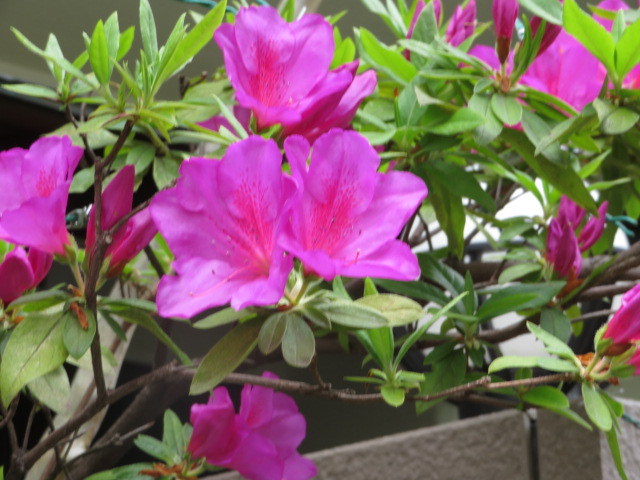 f:id:Hanaikada0032:20190413170943j:plain f:id:Hanaikada0032:20190413170943j:plain