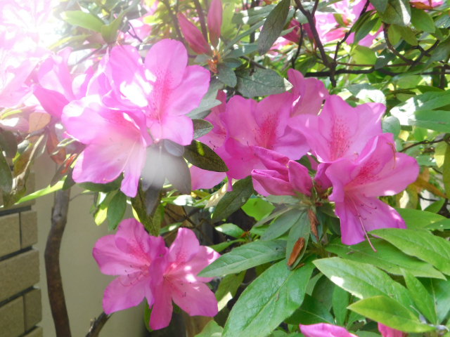 f:id:Hanaikada0032:20190429023342j:plain f:id:Hanaikada0032:20190429023342j:plain