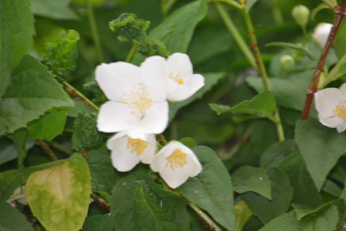 f:id:Hanaikada0032:20190429023803j:plain f:id:Hanaikada0032:20190429023803j:plain