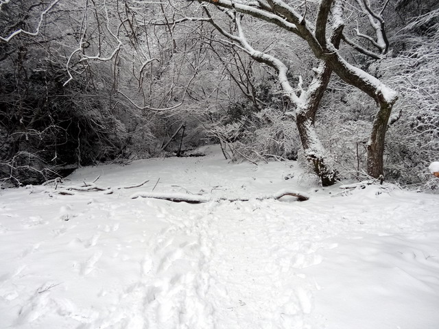 f:id:Hanamaru:20170121123016j:plain