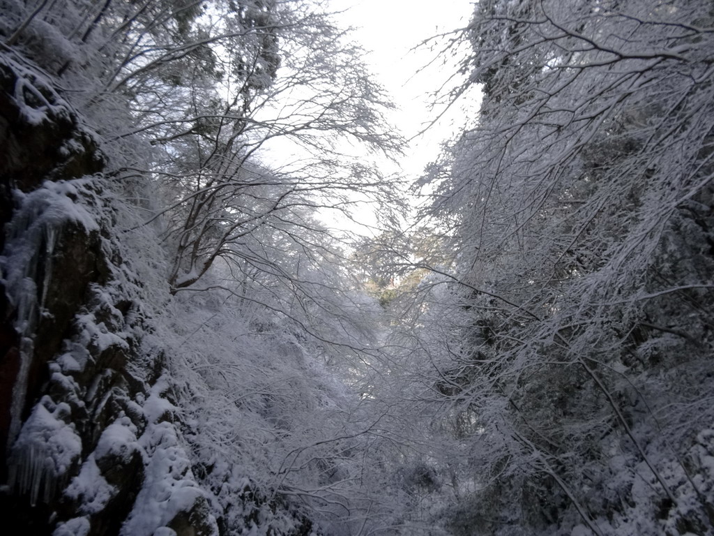 f:id:Hanamaru:20170121125445j:plain