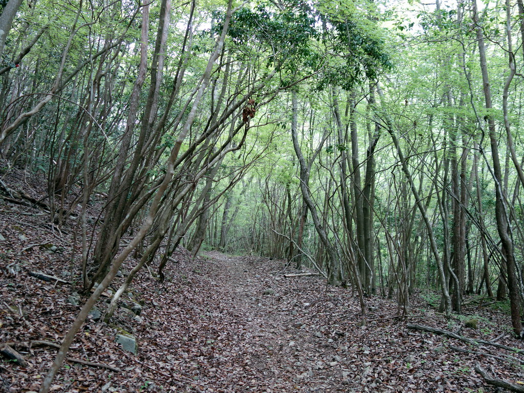 f:id:Hanamaru:20180430113539j:plain