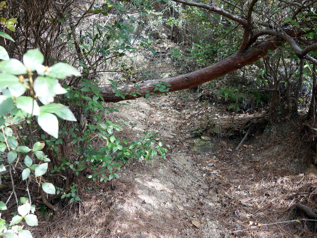 f:id:Hanamaru:20191104112951j:plain