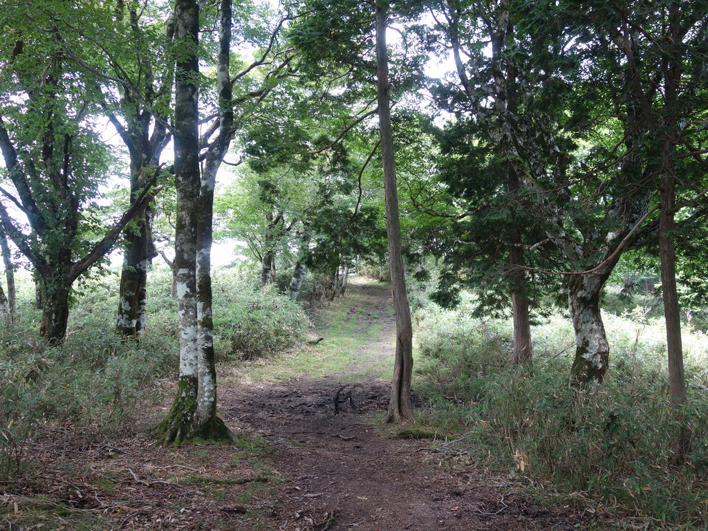 f:id:Hanamaru:20210724105128j:plain