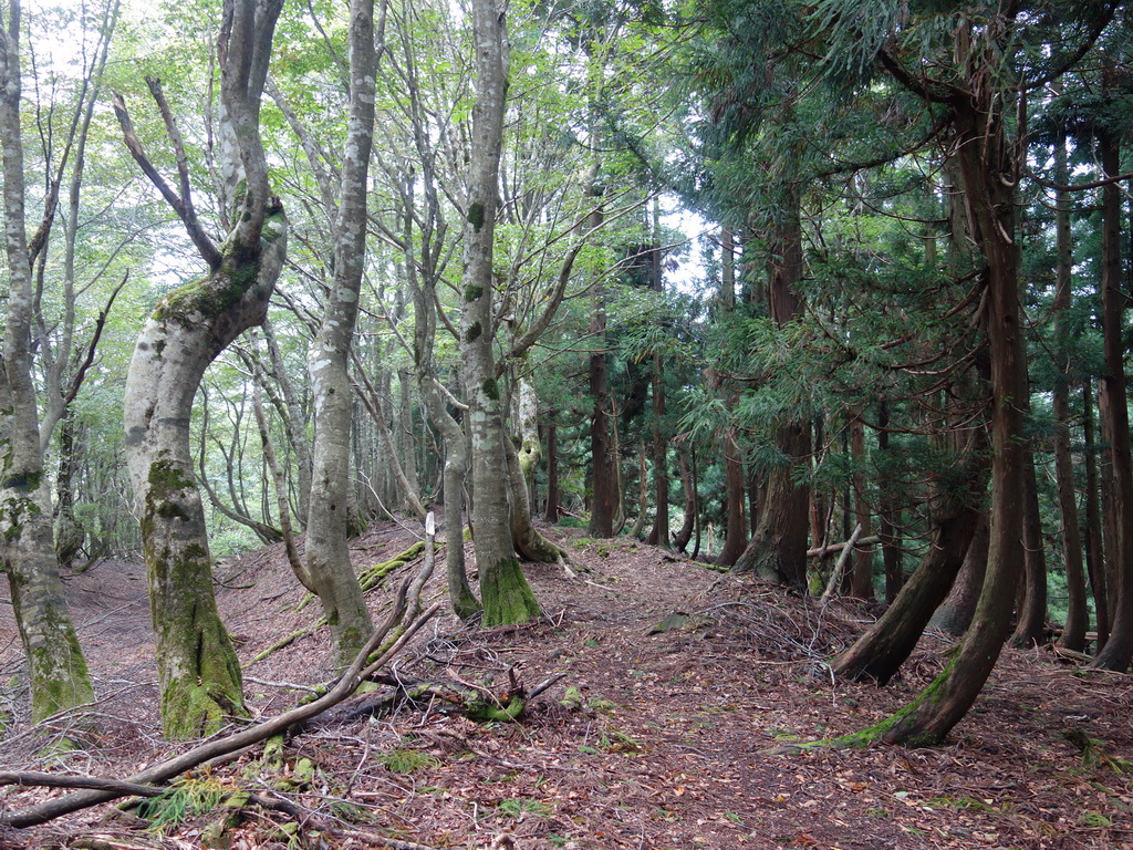 f:id:Hanamaru:20210920111656j:plain