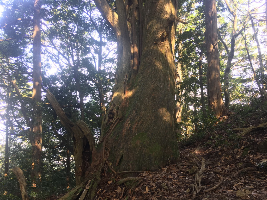 f:id:Hanamaru:20210923134601j:plain