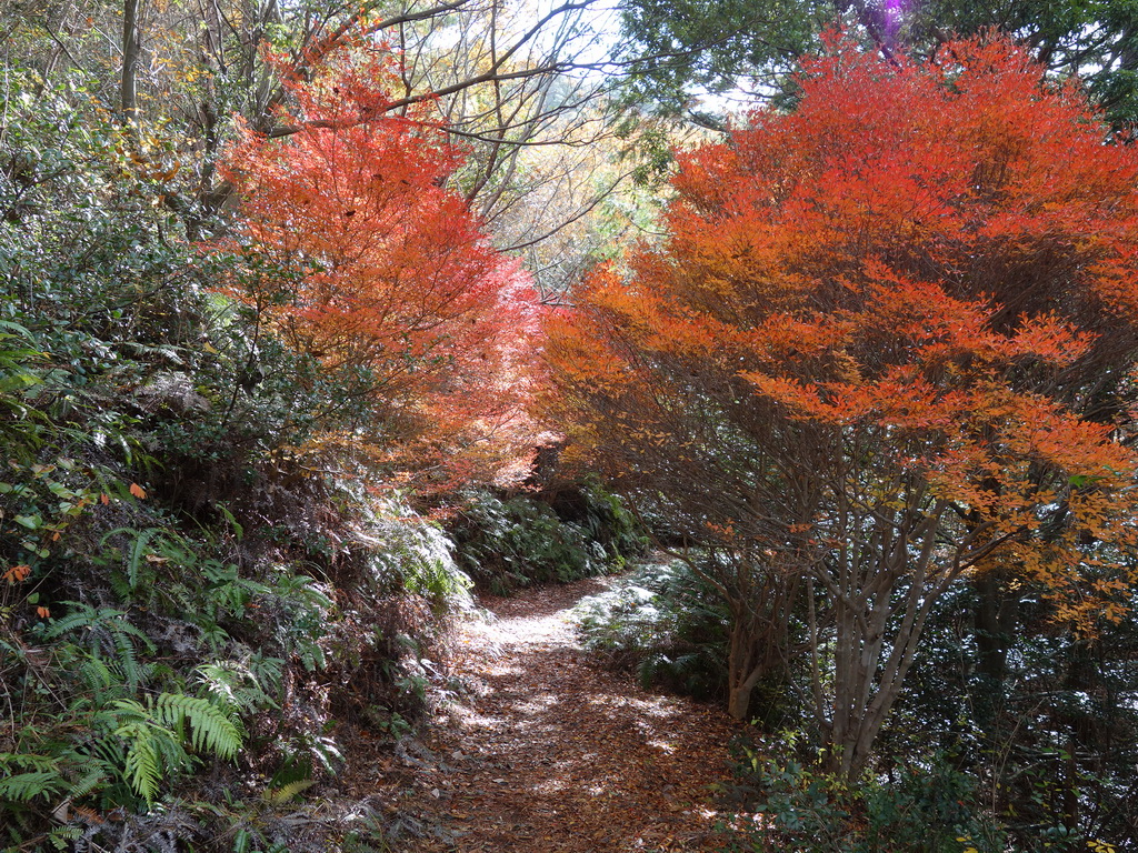 f:id:Hanamaru:20211128114317j:plain