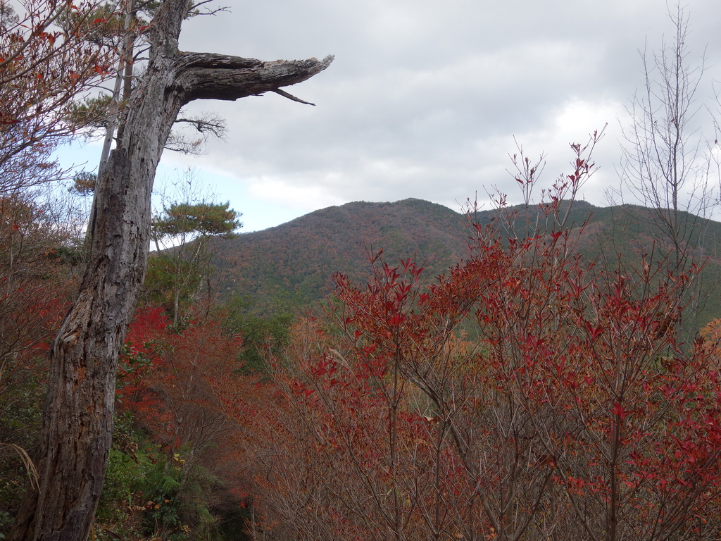 f:id:Hanamaru:20211128135332j:plain