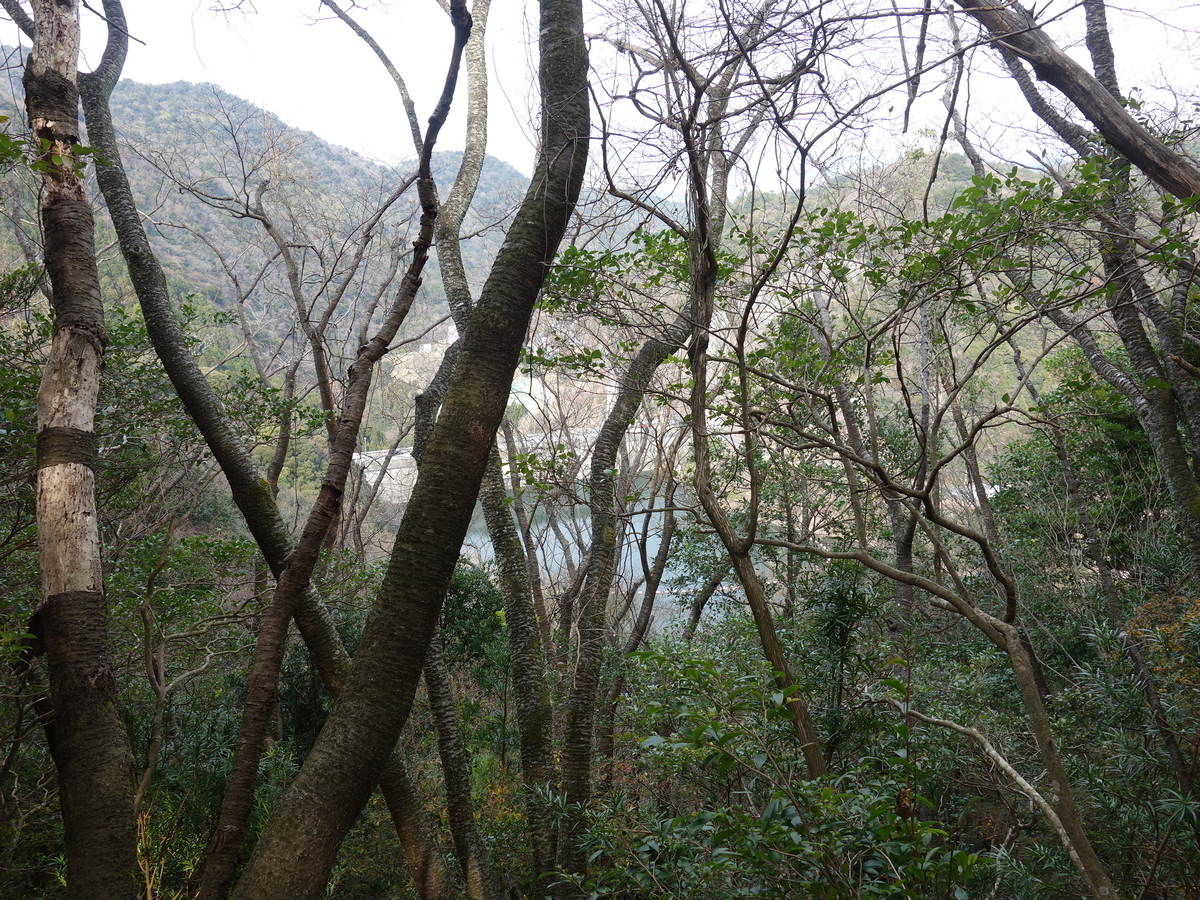 f:id:Hanamaru:20220109120421j:plain