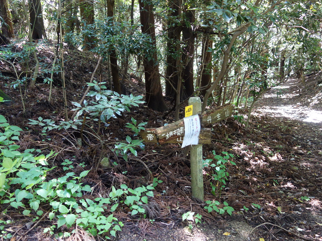 シビレ山～丹生山のハイク（その3）丹生山からコウモリ谷東尾根