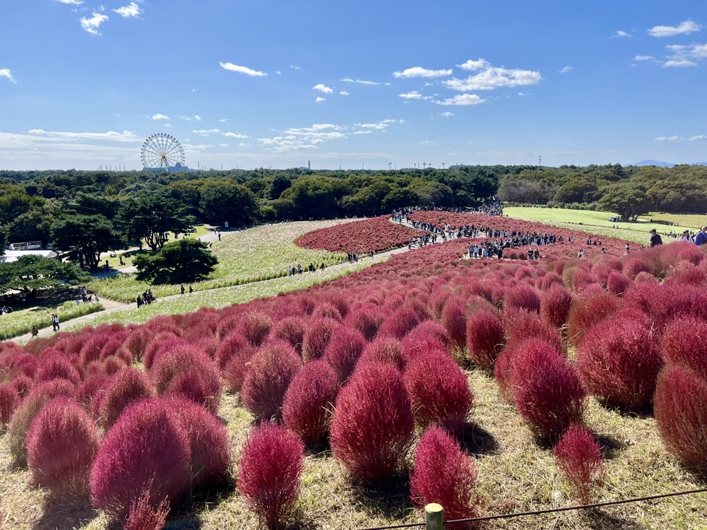 【秋の絶景】子連れで楽しむ国営ひたち海浜公園のコキア｜遊園地・グルメも満喫できる1日プラン