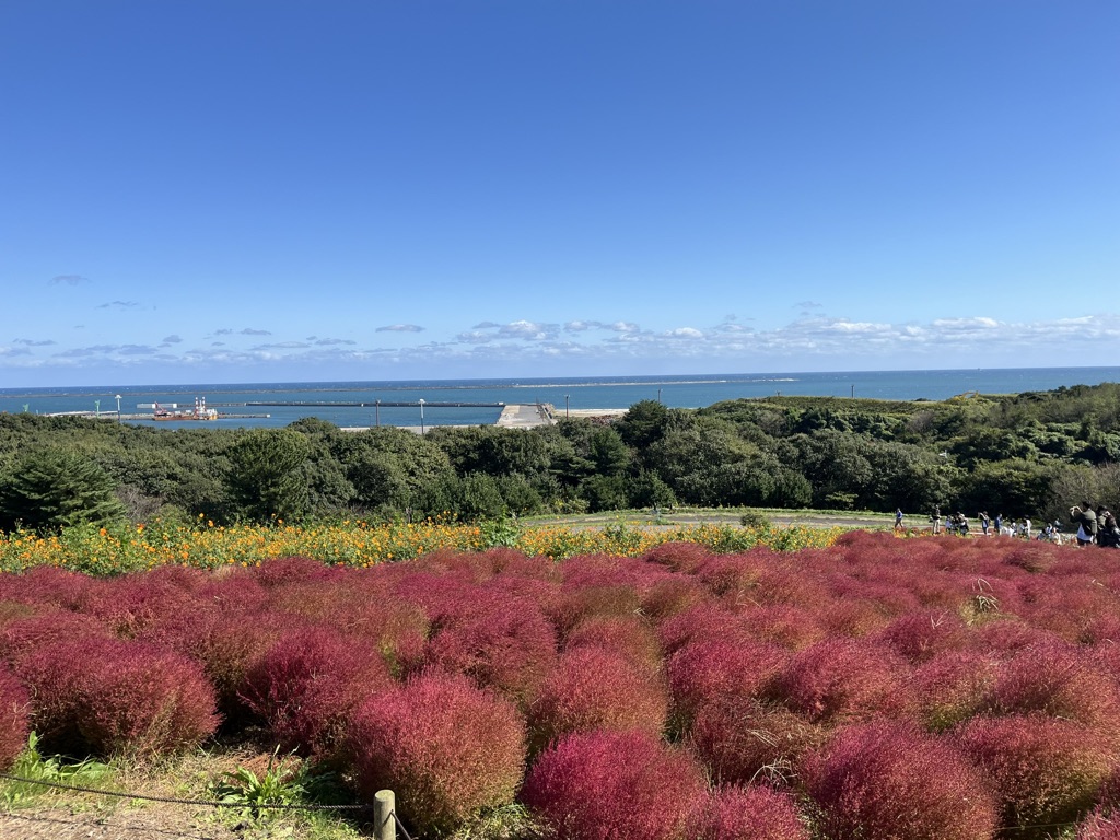 【秋の絶景】子連れで楽しむ国営ひたち海浜公園のコキア｜遊園地・グルメも満喫できる1日プラン