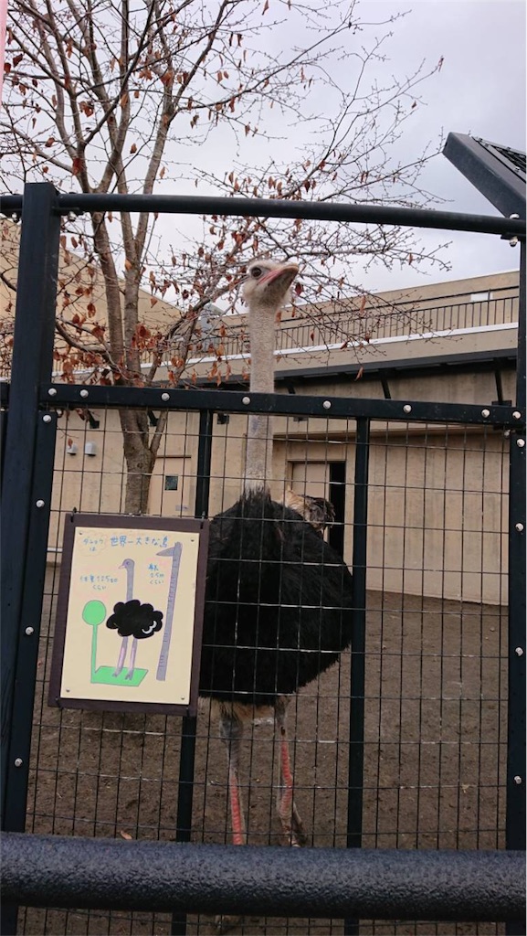 f:id:Hanetuki-Taiyaki:20181120202431j:image