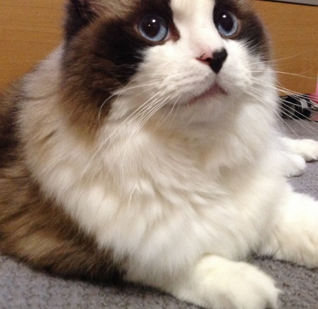 f:id:Hangetsu-Soichi:20170121131024j:plain