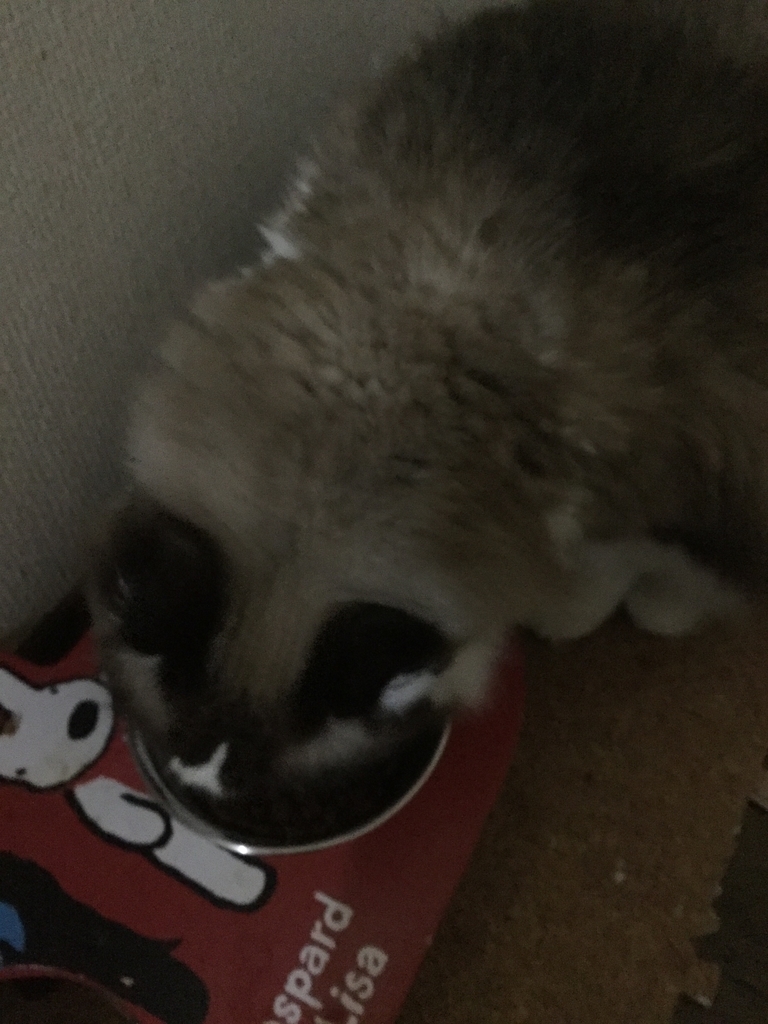 f:id:Hangetsu-Soichi:20181006205823j:plain