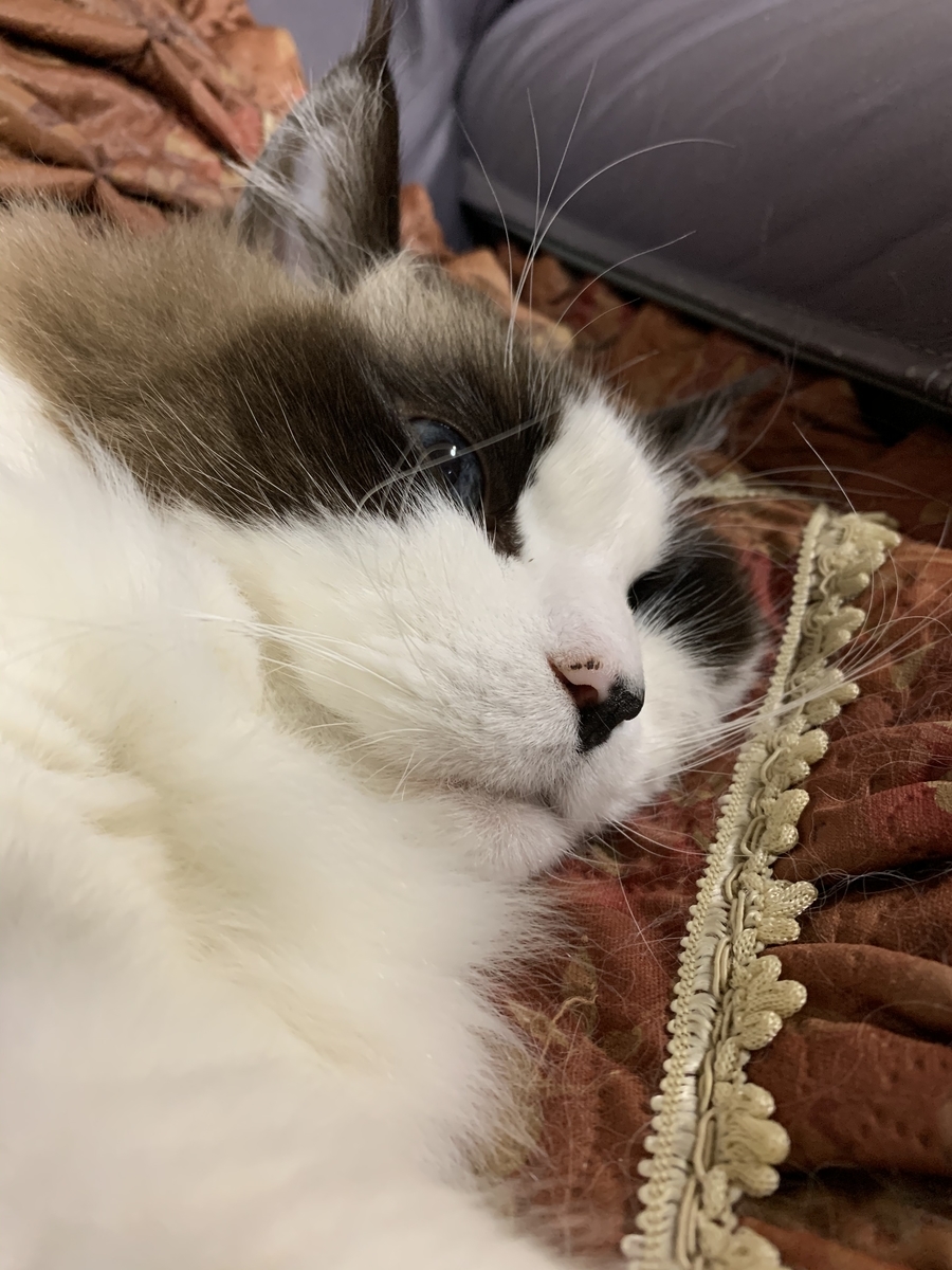 f:id:Hangetsu-Soichi:20191224183439j:plain