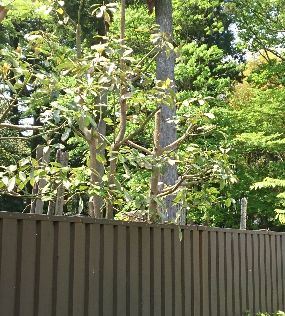 f:id:HansPotter:20190713214845j:plain f:id:HansPotter:20190713214845j:plain