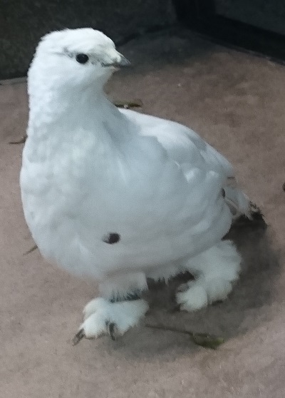 f:id:HansPotter:20190804130354j:plain