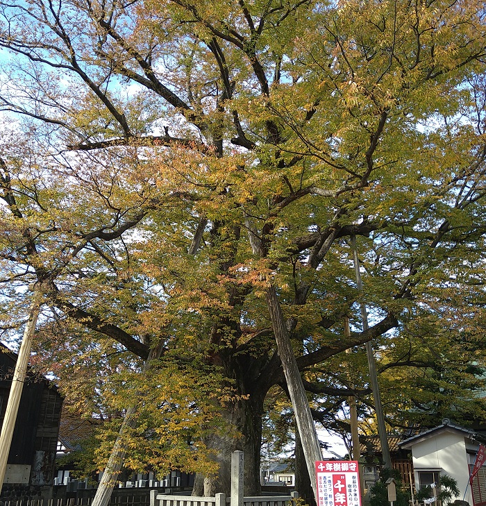 f:id:HansPotter:20201123190649j:plain