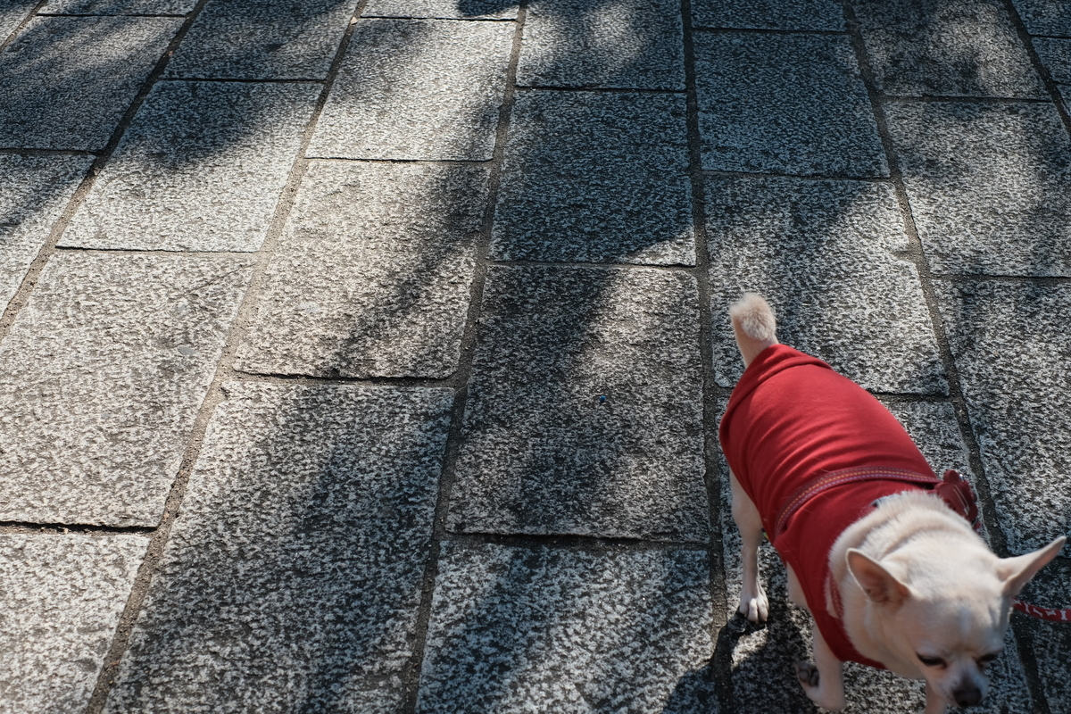 f:id:Happiness_of_Loving:20191112224227j:plain