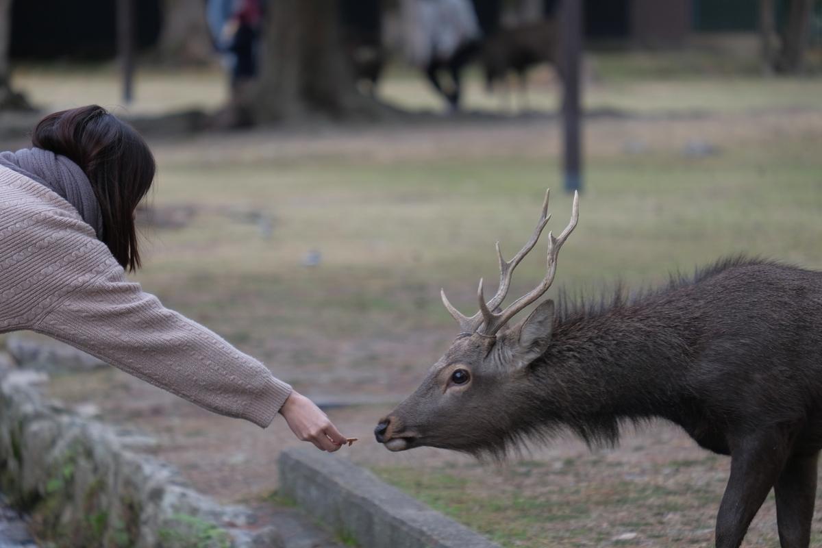 f:id:Happiness_of_Loving:20191128231139j:plain