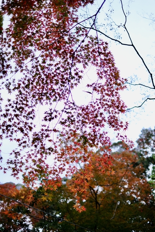 f:id:HappyBox:20191125160509j:plain