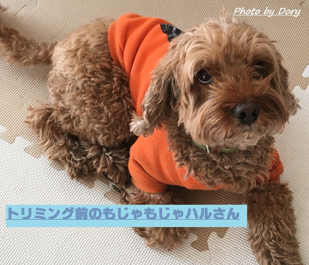 f:id:HappyDory:20220214112616j:plain