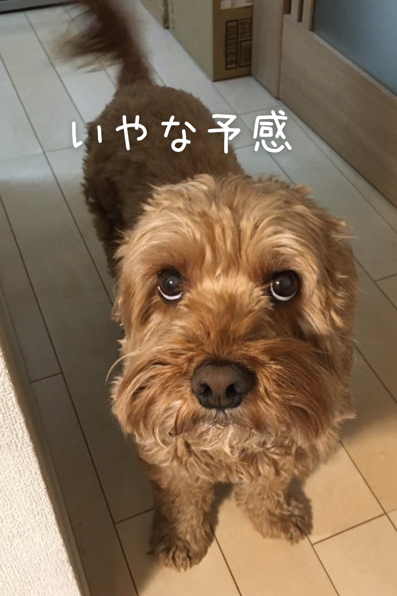 f:id:HappyDory:20220404162048p:plain