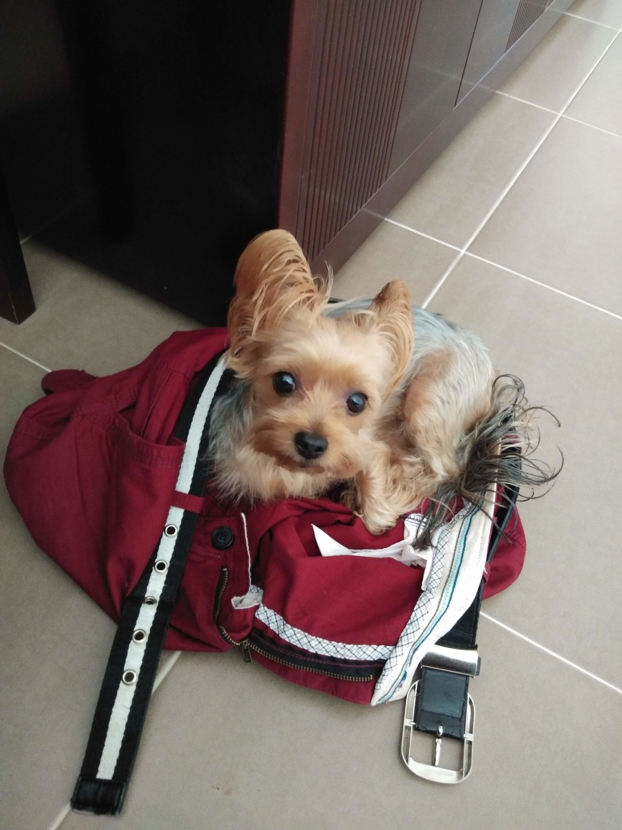 f:id:HappyRay:20190503111737j:plain