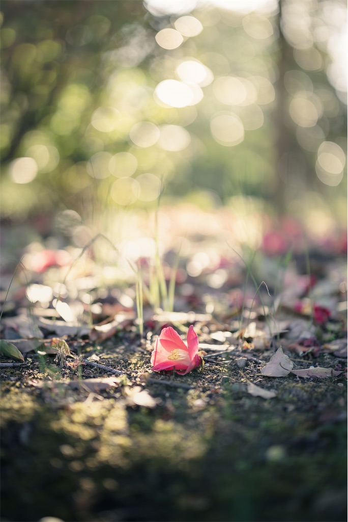 f:id:HarNey_KH17:20230927170634j:image