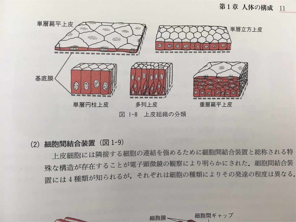 肌のサイクルの決め手 世界で擦りむいちゃった鍼灸師 Sense Of View 肌のサイクルの決め手 世界で擦りむいちゃった鍼灸師 Sense Of View