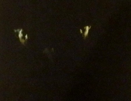 f:id:Harnoncourt:20120131204126j:image f:id:Harnoncourt:20120131204126j:image