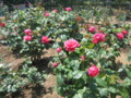 20130506115433